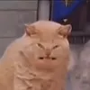 lu.cas.fx
