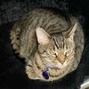 animecatlovingspookyhorr