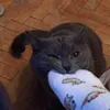 lololbenc