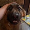thegermanshepherdzeus