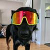 mydoghateshats