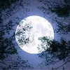 mohamoud1002