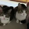 penpen_pon