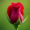 riponahmed22497
