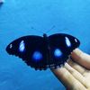 mohsinamim223