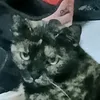 bloodsoulscat