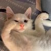 cute_pet1113