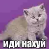 mamut_raxal_eyy
