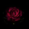 madona_0708