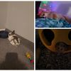 jaceys.animals