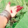 .jaforshohana