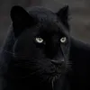 blackpanter