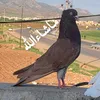 07508334178zahxo