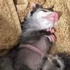 ArkansasWildlifeOrphanRescue
