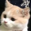 catidepressed