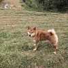 mattyang33