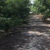 caroscoblan43
