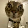 hdpxmxgsbxghz