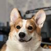 corgi_icare