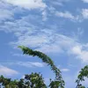 blueskuy27