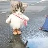 nsyskkcg