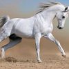 victoraguilar3748