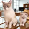 Zahra’s cats