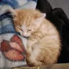 lilythecatrealone