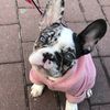 luna.frenchbulldog