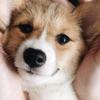 corgily_soul