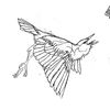 kestrel_lover