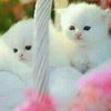 mehak.farooq5