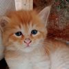 poppy_comel_cats