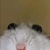 thonyyzz