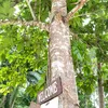 darisker1