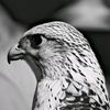 alprhma_