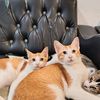 cat_momooyen