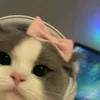 _n.thzieen008_