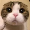 niihcinaes