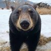 lovebears79