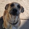 beandog1243