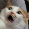 its.lemming2
