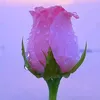 rosas.so0