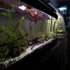 animalfish_lover