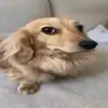 lyconekoo