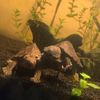 yinyangmuskturtles