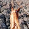 horsesarelife1004