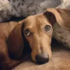 hopethesausagedog