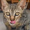 catfamilycy