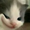 tungomenne